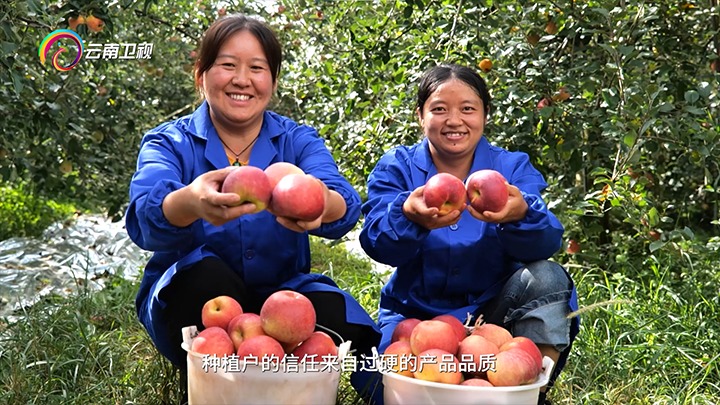 《云南卫视》播报：云煤集团解化好肥助力“三农”生长，，，，，，，共绘墟落振兴“幸福；；；；；怼