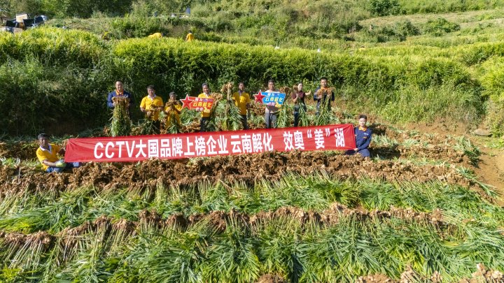 墨江象鼻村生姜大丰收！从莳植、施肥到采摘，，，，，云南解化全程“呵护”